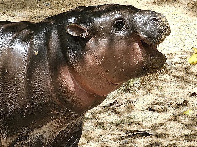 Adorable baby pygmy hippo